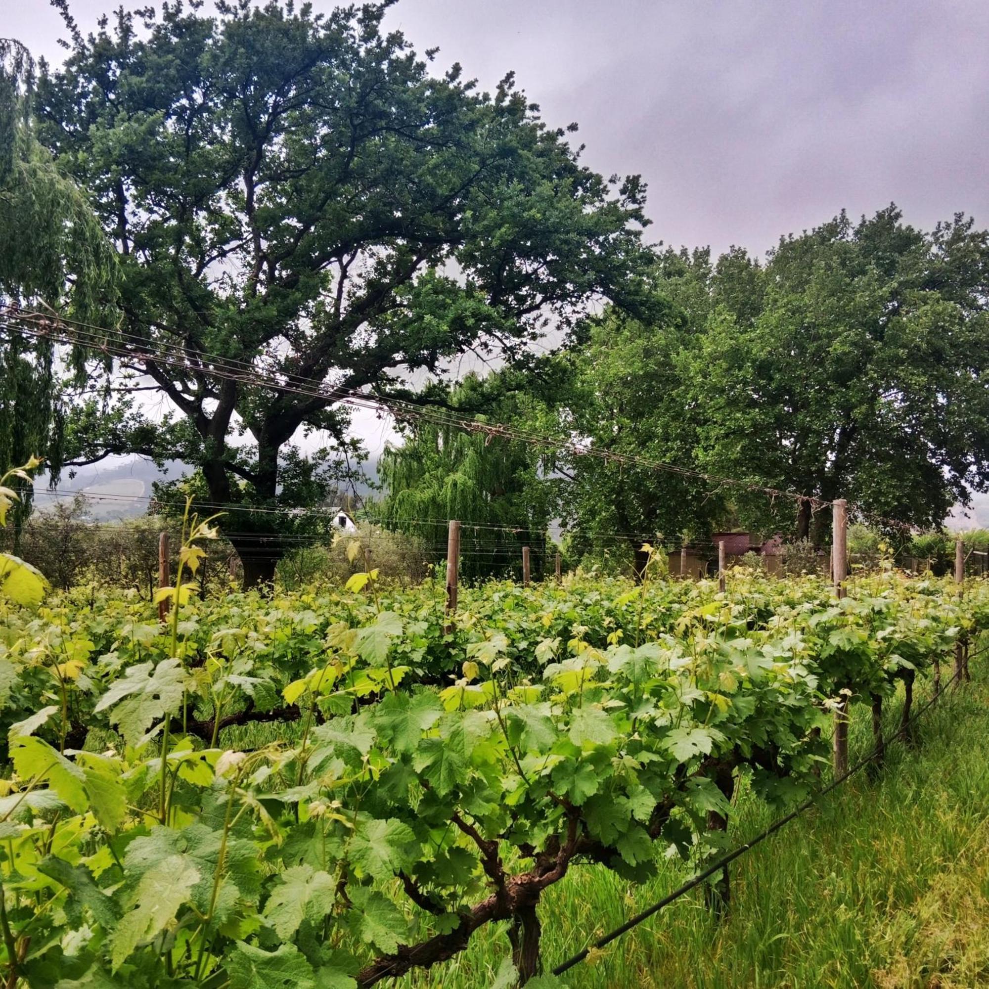 Cabernet Cottage Be Still And Know Franschhoek Exteriér fotografie