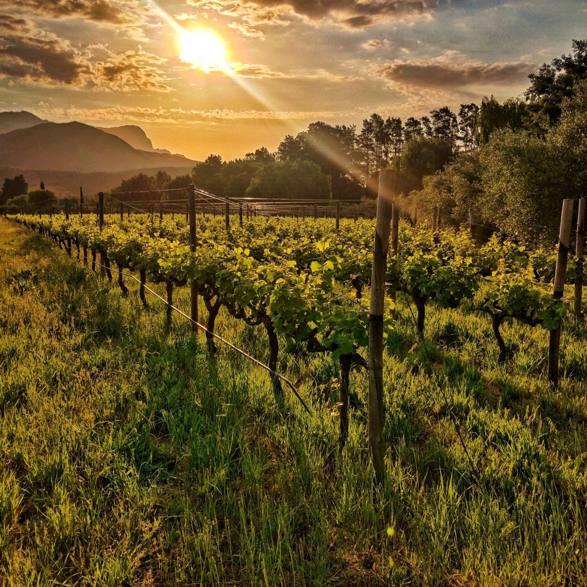 Cabernet Cottage Be Still And Know Franschhoek Exteriér fotografie